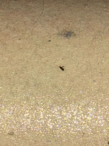 Fungus Gnat (likely)