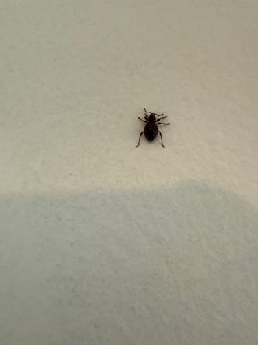 Ground Beetle