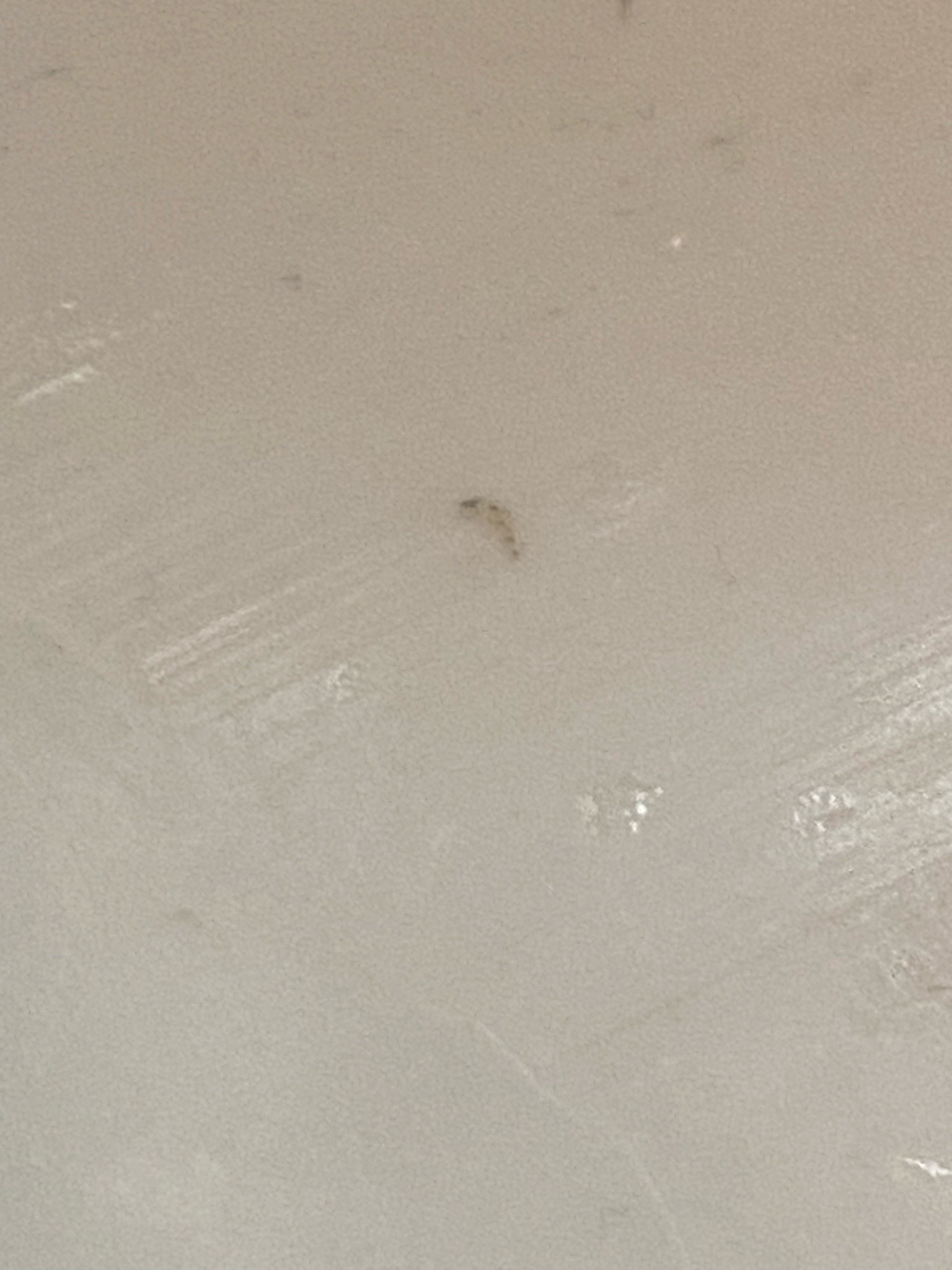 Drain Fly Larvae