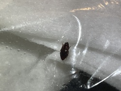 Sawtoothed Grain Beetle