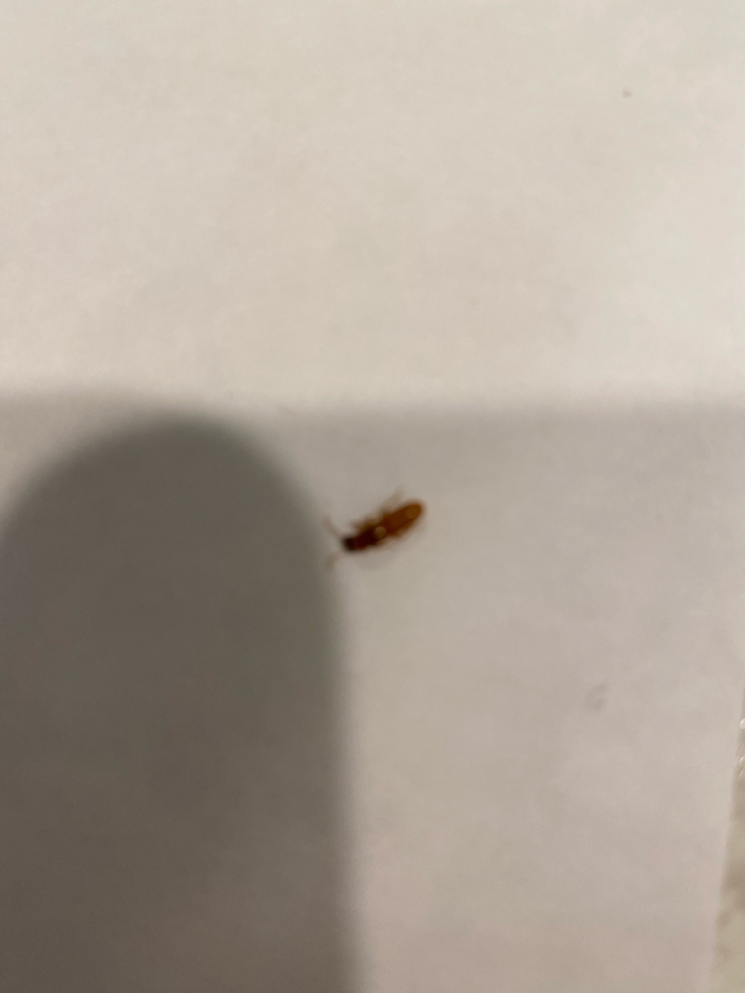 Powderpost Beetle