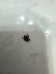 American Dog Tick