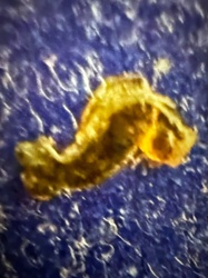 Caddisfly Larva