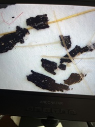 Not identifiable from image