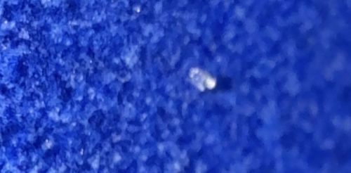 Mold Mite (likely identification due to blur)