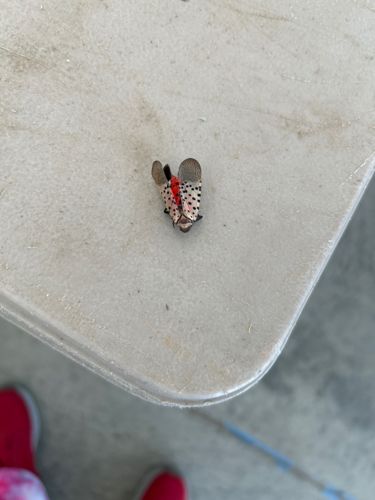 Spotted Lanternfly
