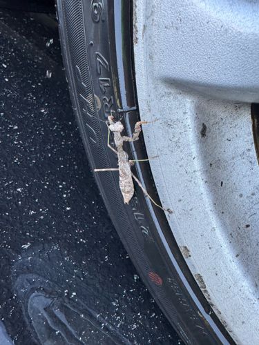 Praying Mantis (likely a Carolina Mantis or Chinese Mantis based on appearance, but difficult to specify without more detail)