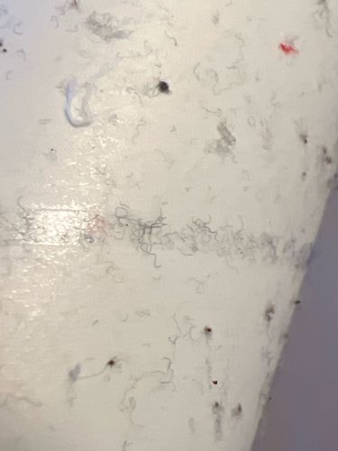 Drain Fly (larvae)