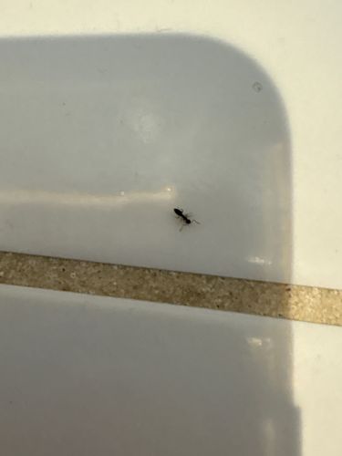 Little Black Ant