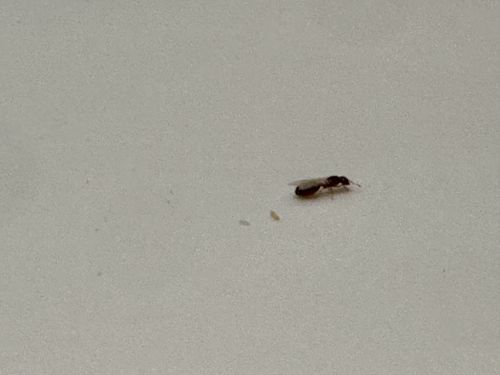 Winged Ant (Alate)