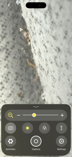 Wireworm (Click Beetle Larva)