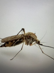 Common House Mosquito