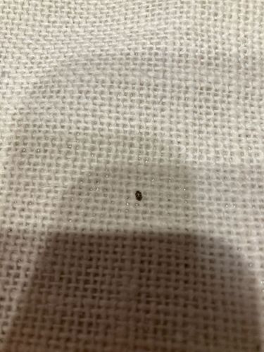 Varied Carpet Beetle