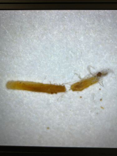 Thrips (likely a larval stage or a wingless adult)