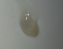 Ghost ant