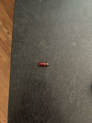 Confused Flour Beetle