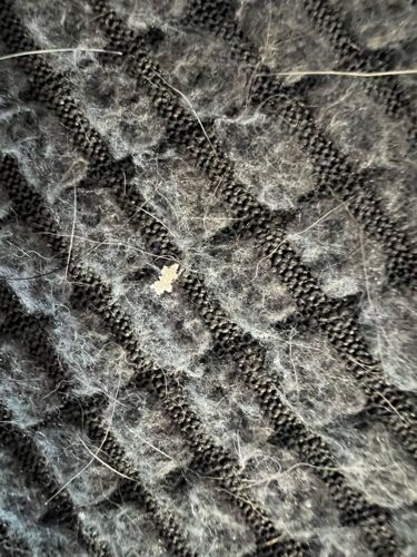 Human Lice