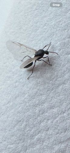 Winged Ant (usually a Queen or Male Ant)