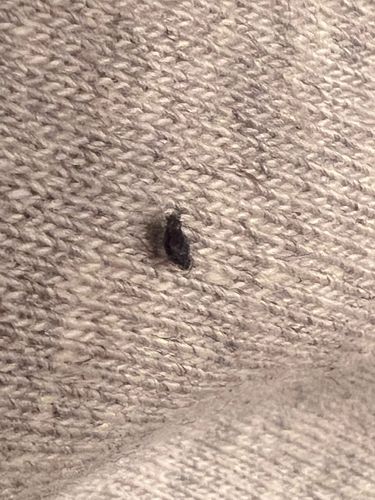 Carpet beetle (larva)
