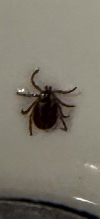 American Dog Tick