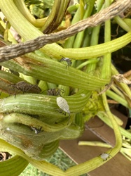 Squash Bug