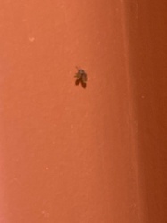 Drain Fly / Moth Fly / Filter Fly