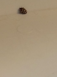 Varied Carpet Beetle