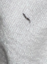 Household Casebearer Moth