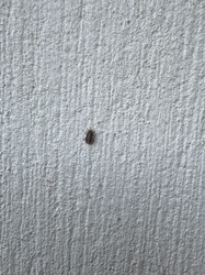 Carpet Beetle (likely Varied Carpet Beetle or Black Carpet Beetle)