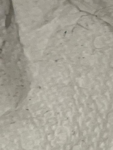 Too blurry to identify