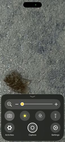 Brown Marmorated Stink Bug (BMSB)