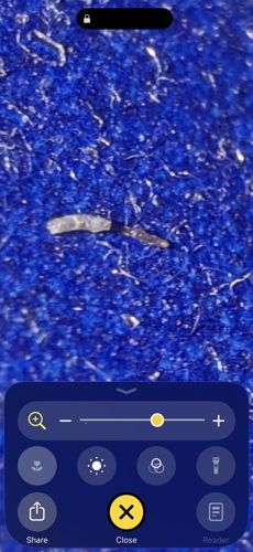 Casemaking Clothes Moth (Larva stage)