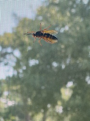 Eastern Cicada Killer Wasp