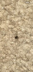 Carpet Beetle (likely Black Carpet Beetle)