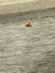 Too blurry to identify