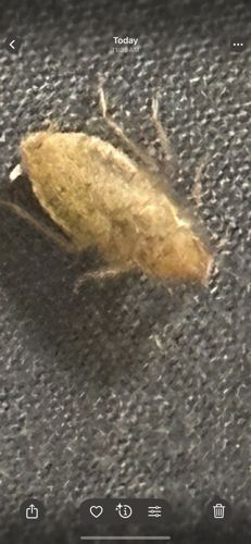 Case-bearing Clothes Moth