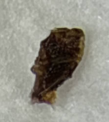 Jagged Ambush Bug