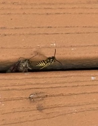 Yellowjacket (likely)