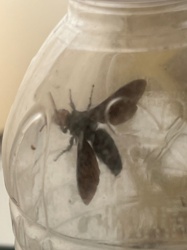 Black-bodied Wasp (likely a species of Mason Wasp or Potter Wasp)
