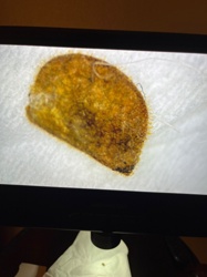 Case-bearing Clothes Moth