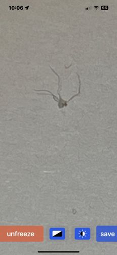 Cellar Spider