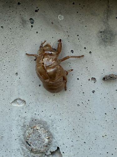 Cicada Exuvia (Shed Exoskeleton)