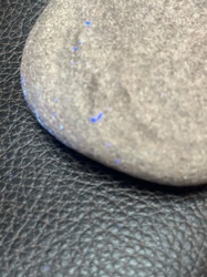 Mold or Fungi (not an insect)