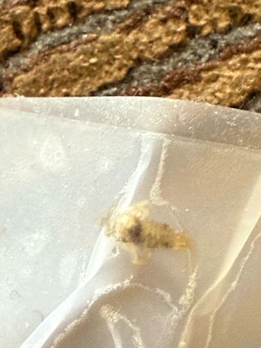 Carpet Beetle Larva