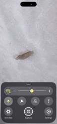Crane Fly Larva (Leatherjacket)
