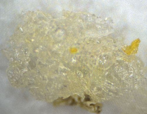 Unidentifiable substance (not an insect)