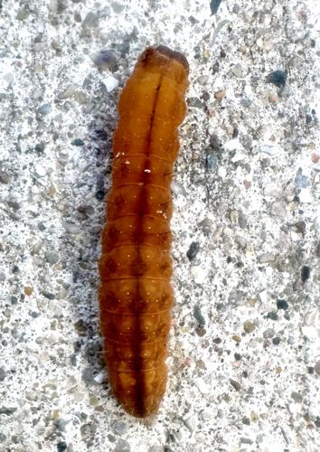 Wireworm (larval stage)