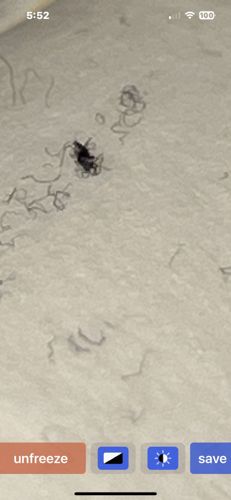 It is difficult to definitively identify the exact species from the provided image due to its blurriness and distance. However, based on the general appearance (small, dark, possibly winged and somewhat elongated body), and the context of often being found indoors, this insect bears a resemblance to either a very small beetle (like a carpet beetle or spider beetle) or a fungus gnat/small fly. Without clearer details, providing a precise identification is challenging.