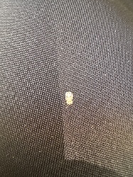 Lace Bug Nymph (Immature Stage)