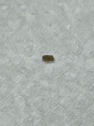 Case-bearing Clothes Moth (or sometimes Case-making Clothes Moth)